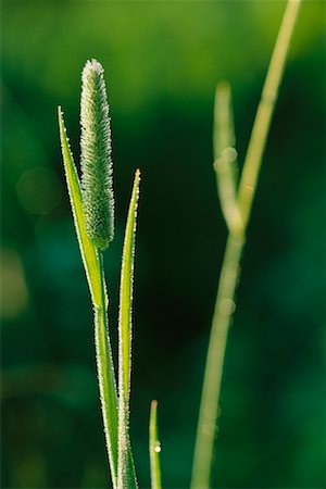 Close-Up of Timothy Grass Foto de stock - Con derechos protegidos, Código: 700-00189548