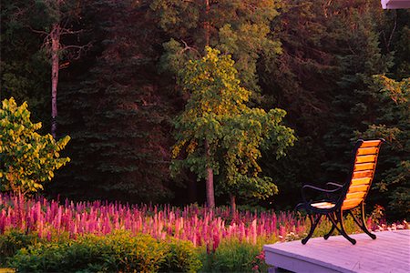 Chair Overlooking Lupin Garden Stock Photo - Rights-Managed, Code: 700-00189549