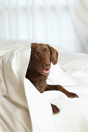 Dog in Bed Stock Photo - Rights-Managed, Code: 700-00189653