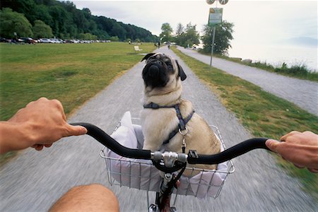 riding bike with basket - Person Riding Bike with Dog in Basket Stock Photo - Rights-Managed, Code: 700-00189690