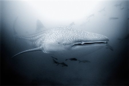 shark front view - Whale Shark Stock Photo - Rights-Managed, Code: 700-00189714