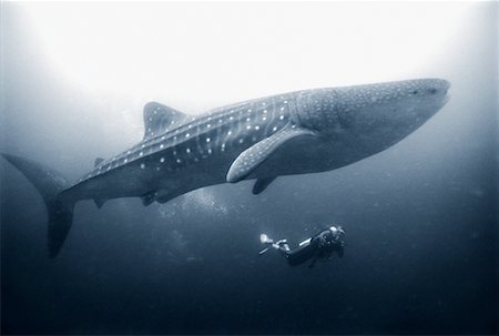 submarinista (mujer) - Whale Shark and Diver Foto de stock - Con derechos protegidos, Código: 700-00189713