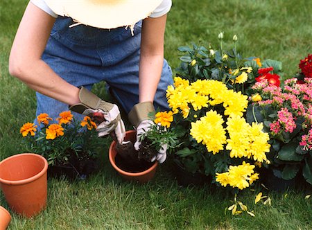 simsearch:700-01172940,k - Gardening Stock Photo - Rights-Managed, Code: 700-00181355