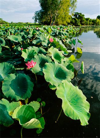 parque nacional de kakadu - Water Lilies in Lake Foto de stock - Direito Controlado, Número: 700-00181661