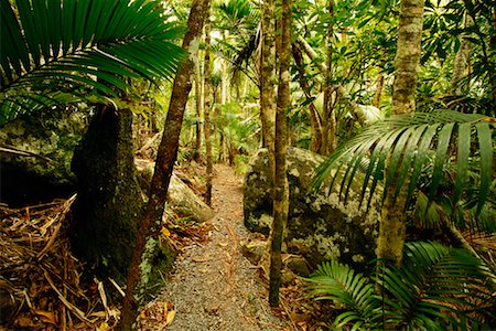 Forest Interior Norfolk Island National Park Norfolk Island, Australia Stock Photo - Rights-Managed, Code: 700-00181763