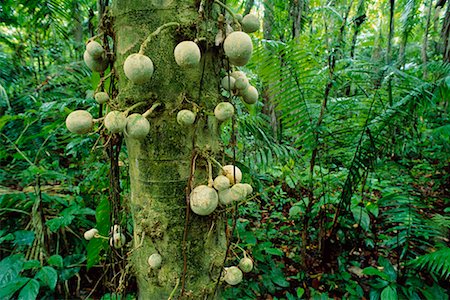 Rain Tree in Tropical Rainforest Amazon Basin Napo Province, Ecuador Stock Photo - Rights-Managed, Code: 700-00181776