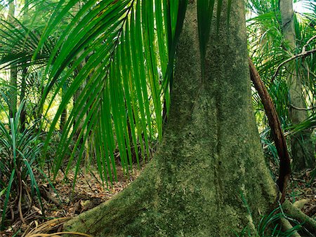 Sub-Tropical Vegetation Murwillumbah, Australia Stock Photo - Rights-Managed, Code: 700-00181789