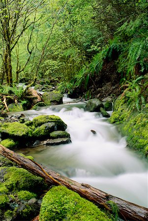 Willamette National Forest Oregon, USA Stock Photo - Rights-Managed, Code: 700-00181836