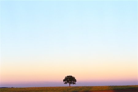 Lone Tree Markham, Ontario, Canada Photographie de stock - Rights-Managed, Code: 700-00182050