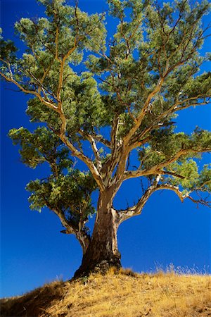flinders range national park - Eucalyptus Trees Flinders Ranges National Park Australia Stock Photo - Rights-Managed, Code: 700-00182073