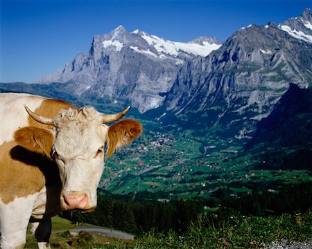 snow mountain cow - Cow in Front of Mountains Switzerland Stock Photo - Rights-Managed, Code: 700-00182315