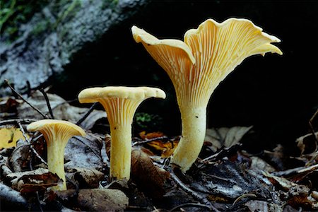 Cantharellus Mushrooms Stock Photo - Rights-Managed, Code: 700-00182654