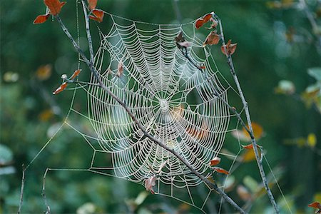 Spider Web Shamper's Bluff New Brunswick, Canada Stock Photo - Rights-Managed, Code: 700-00182673