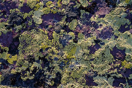 parco nazionale di yoho - Close-Up of Lichen Fotografie stock - Rights-Managed, Codice: 700-00182682