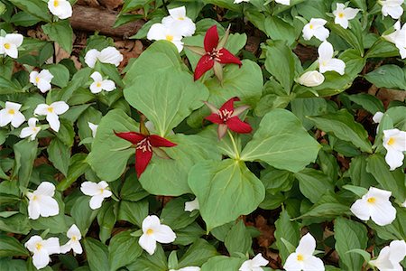 Gros plan de fleurs de trille Bronte Creek Provincial Park Burlington, Ontario, Canada Photographie de stock - Rights-Managed, Code: 700-00182696