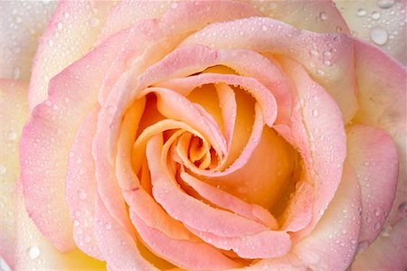 simsearch:700-00189552,k - Close-Up of a Rose Fotografie stock - Rights-Managed, Codice: 700-00182700