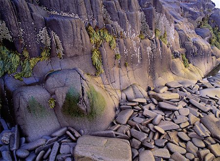 Estran rocheux à marée basse (Nouvelle-Écosse), Canada Photographie de stock - Rights-Managed, Code: 700-00182721