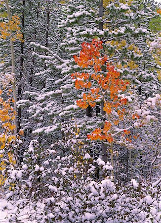 simsearch:700-00152861,k - Schneebedeckte Bäume Stockbilder - Lizenzpflichtiges, Bildnummer: 700-00182736