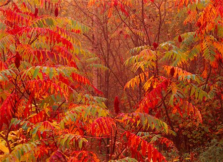 Sumac Trees in Autumn Foto de stock - Con derechos protegidos, Código: 700-00182743