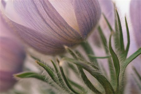 simsearch:600-00043093,k - Close-Up of Crocuses Fotografie stock - Rights-Managed, Codice: 700-00182758