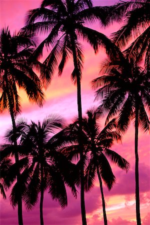 simsearch:625-01749938,k - Silhouette of Palm Trees North Shore, Oahu, Hawaii Stock Photo - Rights-Managed, Code: 700-00182819