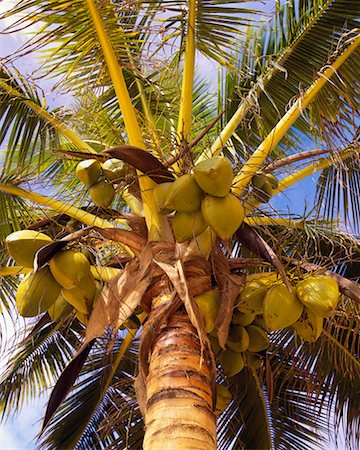 simsearch:700-03466720,k - Palm Tree Cancun, Mexico Stock Photo - Rights-Managed, Code: 700-00182821