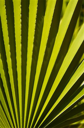 simsearch:600-02200557,k - Palm Fronds Fotografie stock - Rights-Managed, Codice: 700-00182914