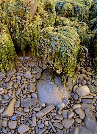 Low Tide Briar Island (Nouvelle-Écosse), Canada Photographie de stock - Rights-Managed, Code: 700-00183258