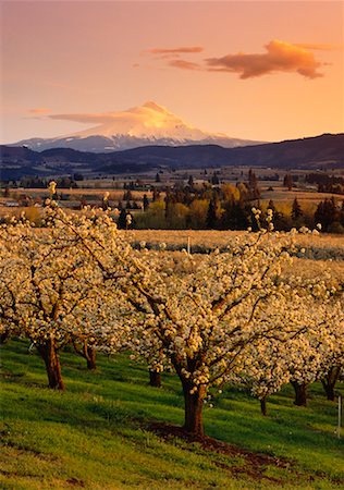 simsearch:700-00195221,k - Apple Orchard Hood River Valley Oregon, USA Foto de stock - Con derechos protegidos, Código: 700-00183322