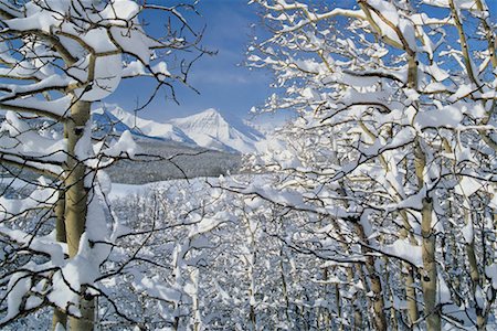 simsearch:600-00043676,k - Snow Covered Trees by Mountains Alberta, Canada Stock Photo - Rights-Managed, Code: 700-00183323