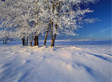 simsearch:700-00156389,k - Frost on Trees Stock Photo - Rights-Managed, Code: 700-00183336