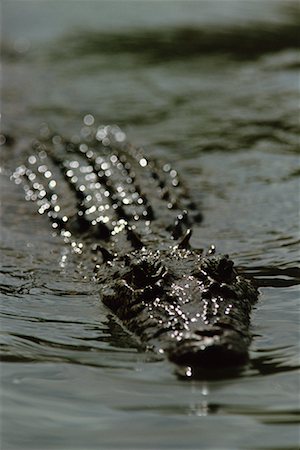 Close-Up of Crocodile Prince Regent River Western Australia Stock Photo - Rights-Managed, Code: 700-00183621