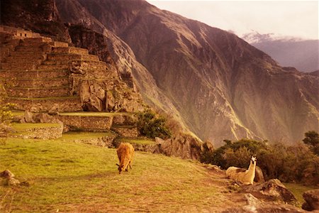 simsearch:862-03732062,k - Llamas in Machu Picchu Peru Foto de stock - Con derechos protegidos, Código: 700-00183638