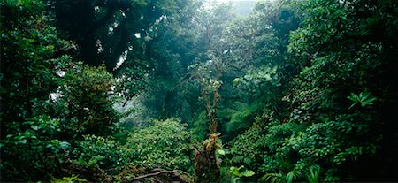simsearch:700-01955531,k - Monteverde Rainforest Costa Rica Foto de stock - Con derechos protegidos, Código: 700-00183666