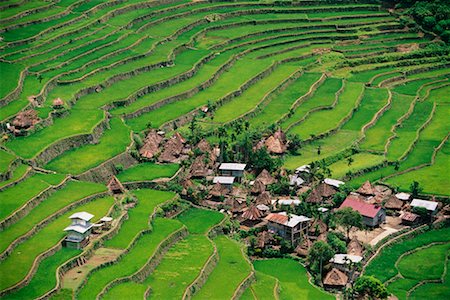 rice farm philippine - Small Terrace-Farming Town Philippines Foto de stock - Con derechos protegidos, Código: 700-00183720