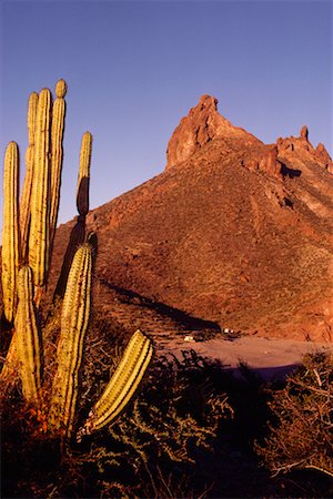 san carlos - Mountain and Cacti Fotografie stock - Rights-Managed, Codice: 700-00183766