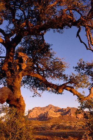 sonora - Wüste Stockbilder - Lizenzpflichtiges, Bildnummer: 700-00183767