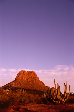 sonora - Desert Sunrise San Carlos, Sonora, Mexiko Stockbilder - Lizenzpflichtiges, Bildnummer: 700-00183768