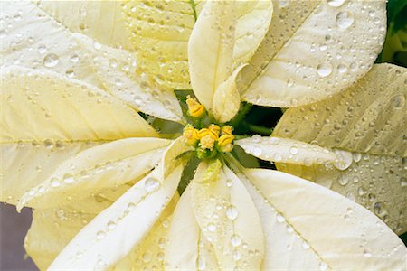 White Poinsettia Stock Photo - Rights-Managed, Code: 700-00183937