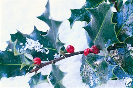 prickly object - Holly Leaves and Berries in Snow Stock Photo - Rights-Managed, Code: 700-00183939