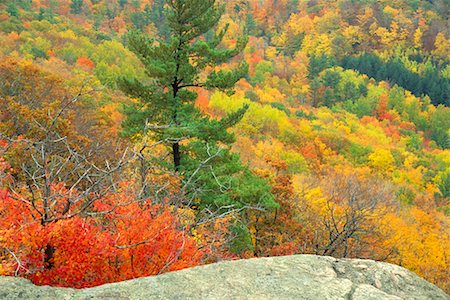 fall foliage in quebec - Autumn Scenic Stock Photo - Rights-Managed, Code: 700-00194404