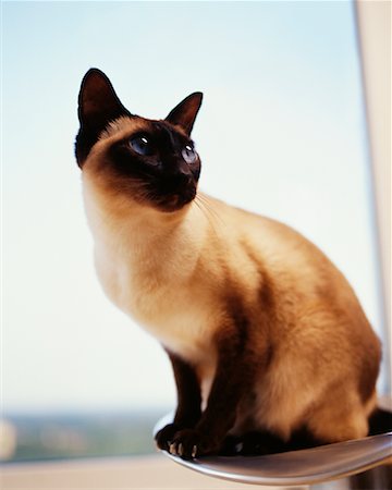 Siamese Cat Foto de stock - Con derechos protegidos, Código: 700-00194736