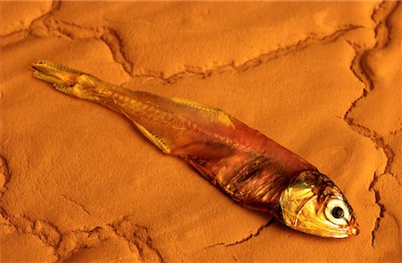 fish lying down - Dried Fish on Cracked Earth Stock Photo - Rights-Managed, Code: 700-00194844