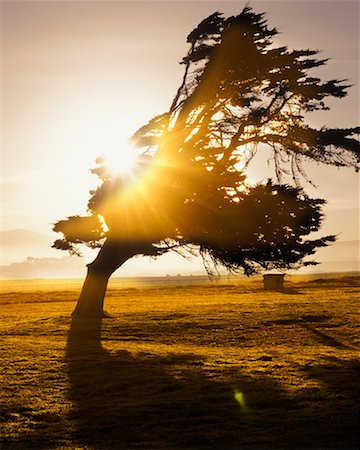 Tree Blowing in the Wind Stock Photo - Rights-Managed, Code: 700-00195487