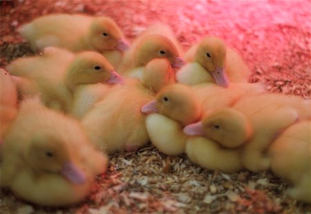 Group of Ducklings Fotografie stock - Rights-Managed, Codice: 700-00195514