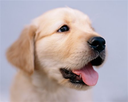 Portrait of Puppy Foto de stock - Direito Controlado, Número: 700-00195609