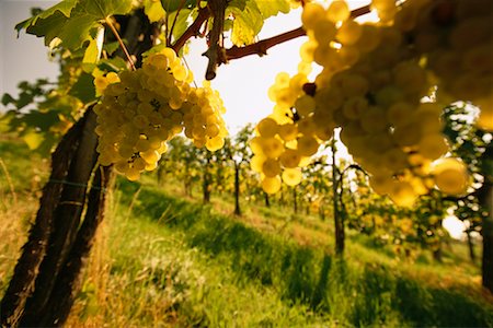 simsearch:700-00016683,k - Vineyard Styria, Austria Fotografie stock - Rights-Managed, Codice: 700-00195674