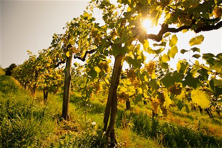 Vineyard Styria, Austria Stock Photo - Rights-Managed, Code: 700-00195675