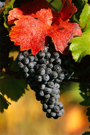 simsearch:700-00016683,k - Close-Up of Grapes on Vines Styria, Austria Fotografie stock - Rights-Managed, Codice: 700-00195672