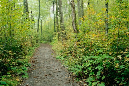 Path through Forest Gatineau Park, Quebec, Canada Foto de stock - Con derechos protegidos, Código: 700-00195826